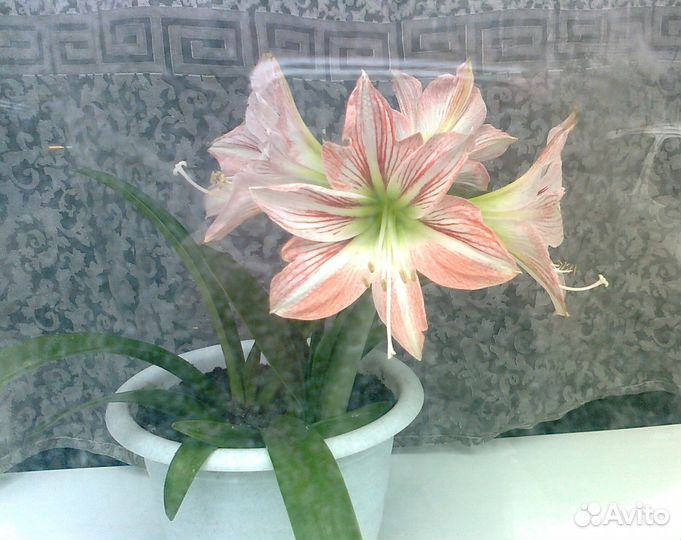 Луковицы гиппеаструма