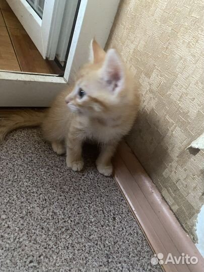 Сибирские котята