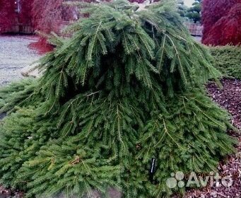 Черенки хвойных сортовых растений