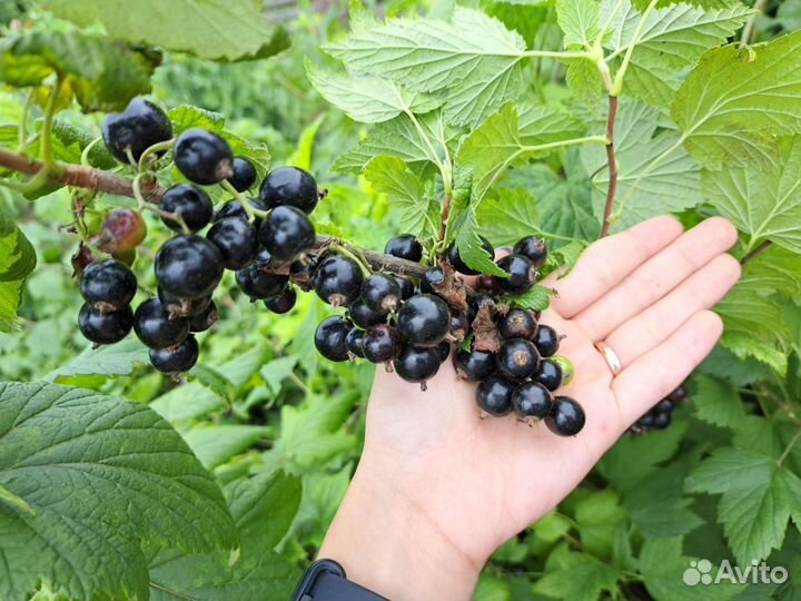 Черная смородина свежая