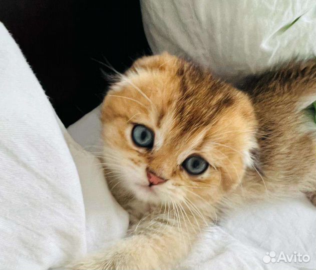 Золото котики