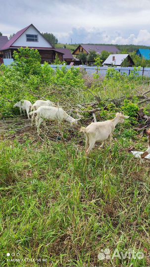 Животные козлят семимесячный живое вес 220