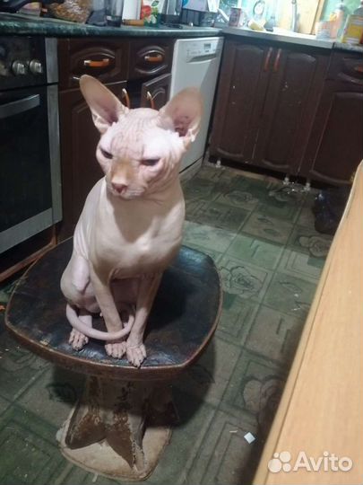 Донской сфинкс вязка