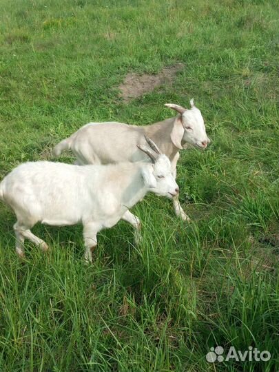 Козлята