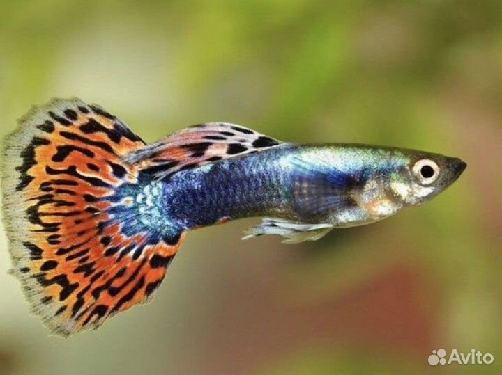 Гуппи чистая линия