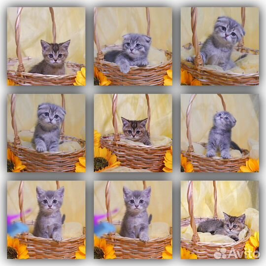 Шотландские котята