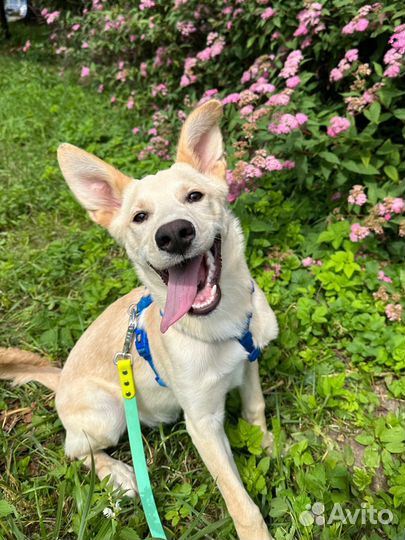 Маленькая собака/ щенок в добрые руки