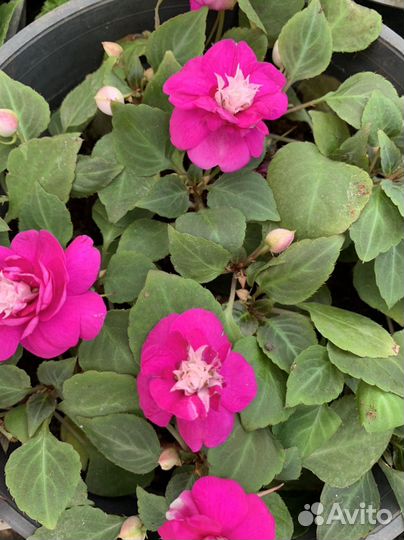 Калистемон красный Бальзамин махровый