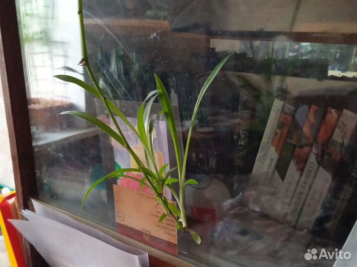 Хлорофитум