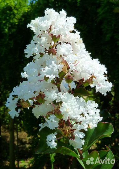 Лагерстремия (индийская сирень) - белая