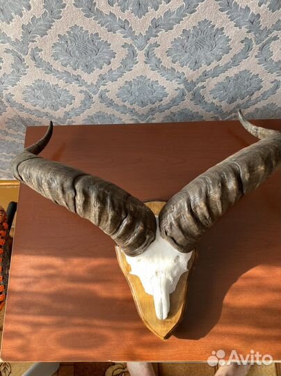 Рога череп с рогами