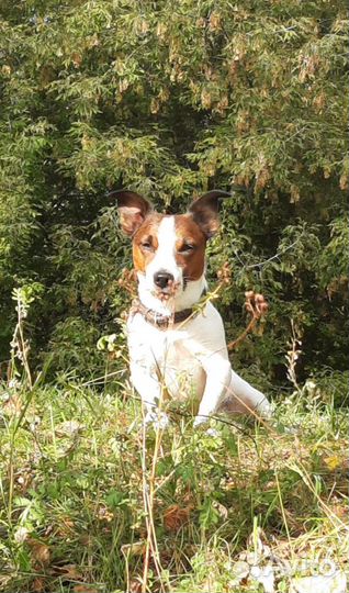 Джек Рассел Терьер. Вязка