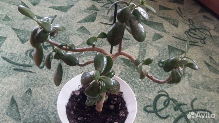 Денежное дерево (толстянка, крассула)