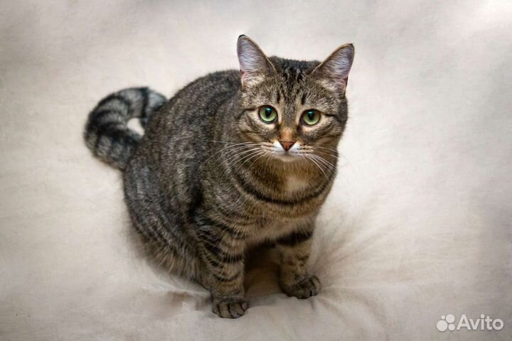 Кошечка в добрые руки