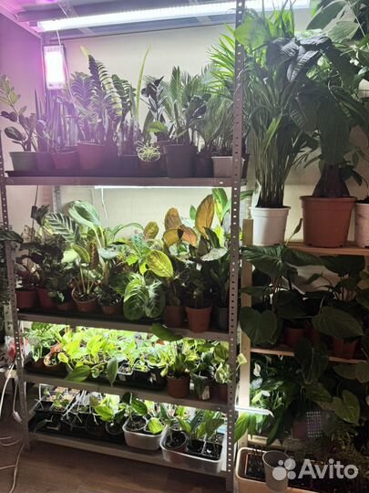 Комнатные растения