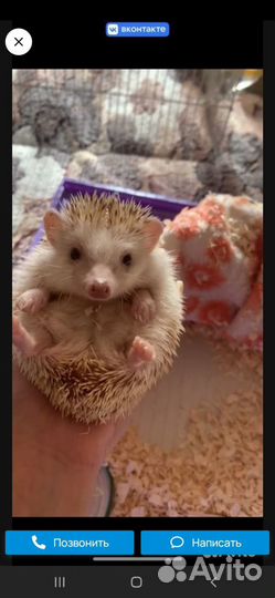 Вязка.он самец