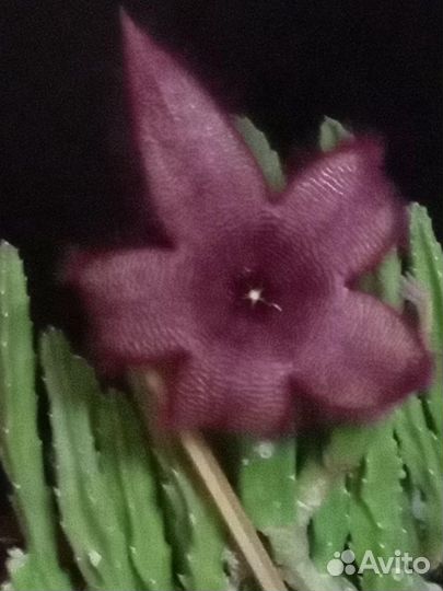 Стапелия, высота 20 см