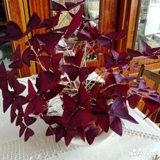 Комнатный цветок 