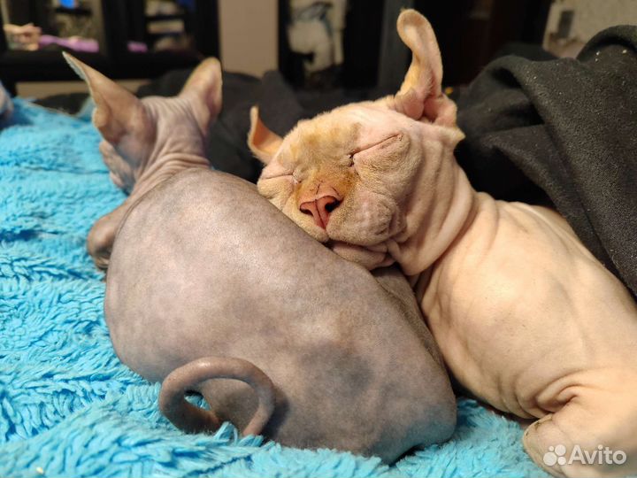 Двэльф вязка(можно за котёнка) с документами и без