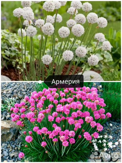 Почвопокровники