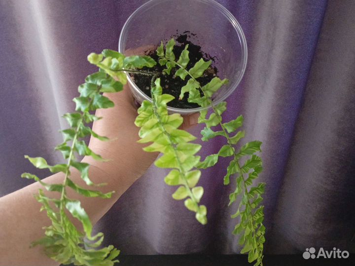 Папоротники