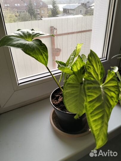 Ктенанта Бурле маркса, Сингониум баттерфляй