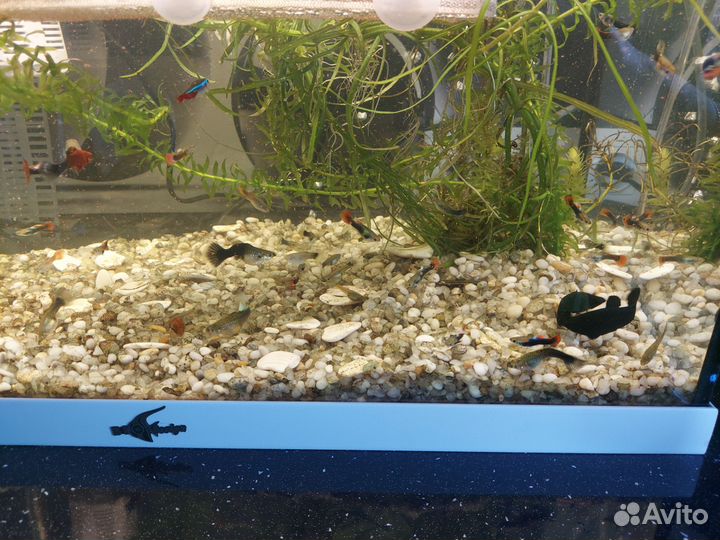 Аквариумные рыбки Подростки гуппи