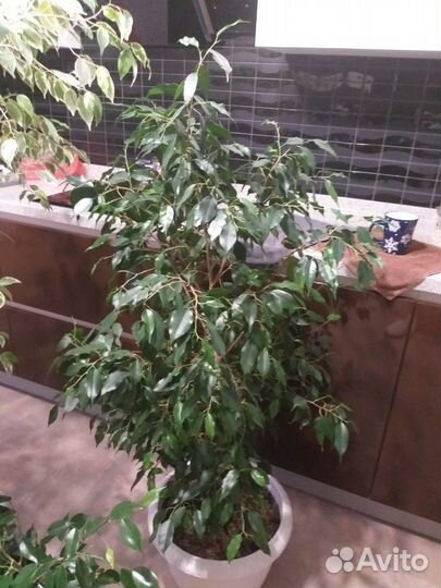 Бенджамина фикусы Большемеры
