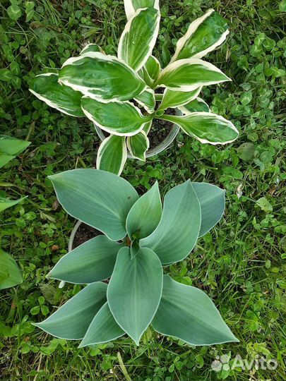 Хоста. 10 сортов