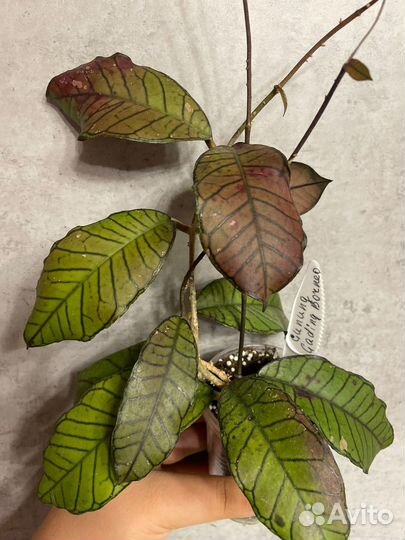 Хойя на срез