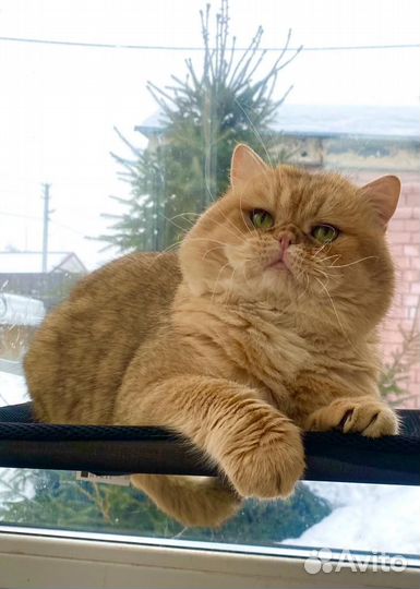 Британский кот