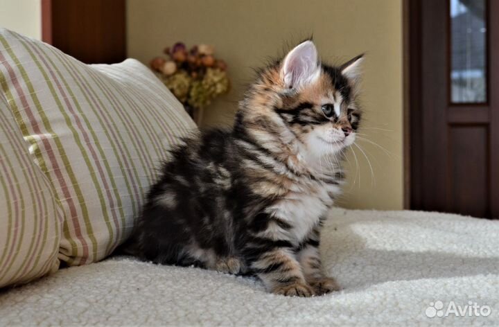 Шикарный котик