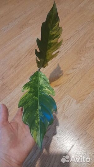 Филодендрон карамель марбл вар