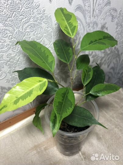 Фикусы бенджамина и каучуконосный