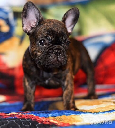 Французский бульдог щенки РКФ