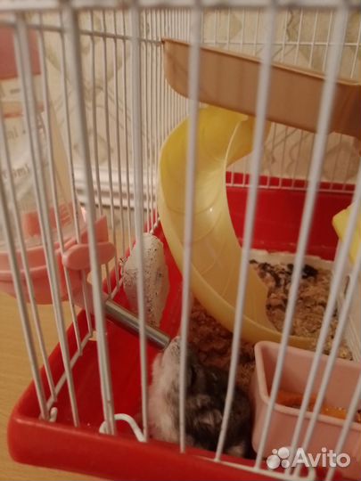 Джунгарский хомяк с клеткой