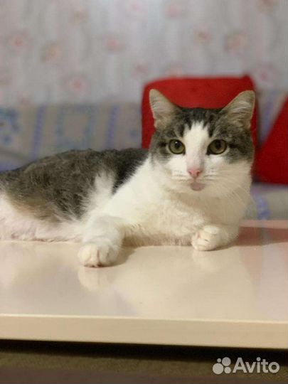 Кошка Даша ищет семью