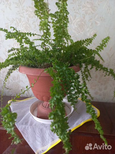 Папоротник комнатный