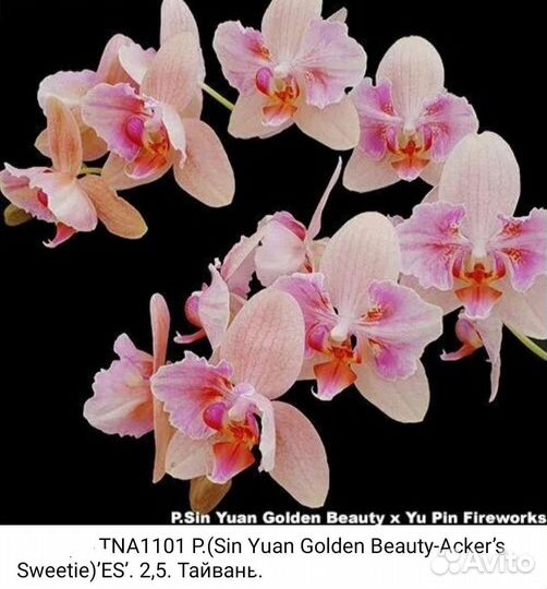 Орхидея фаленопсис бабочка