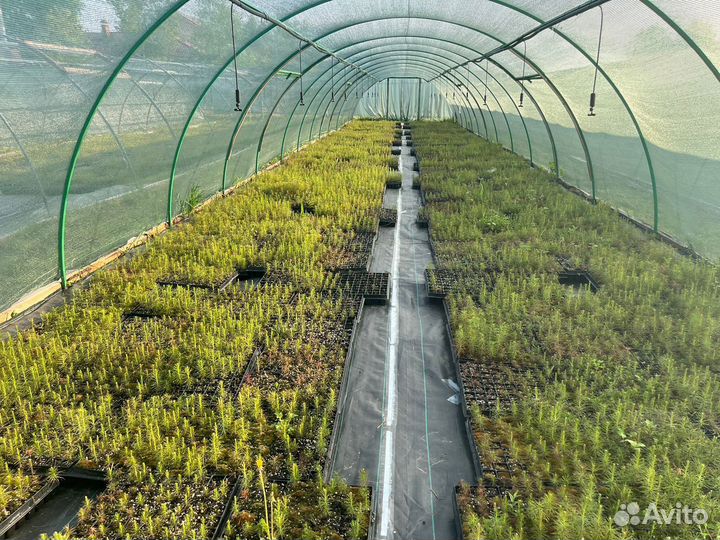 Сеянцы сосны обыкновенной зкс опт