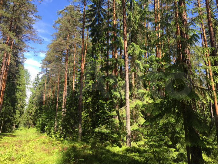 Участок 12 сот. (СНТ, ДНП)