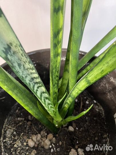 Драцена (сансевиера) Зейланика