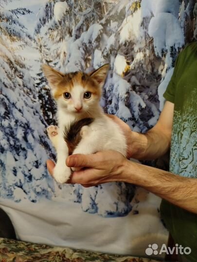 Котенок девочка в добрые руки