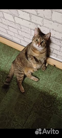 Кошка в дар