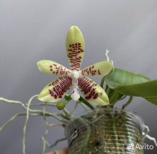 Орхидея фаленопсис