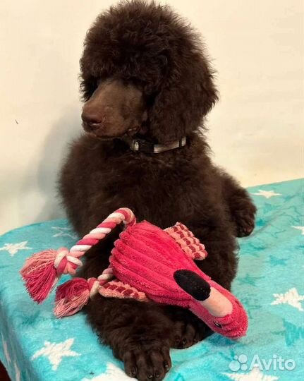 Королевский пудель