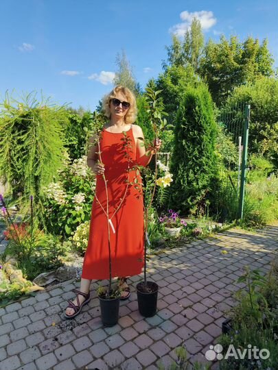 Черешня,вишня, черевишня,дюк