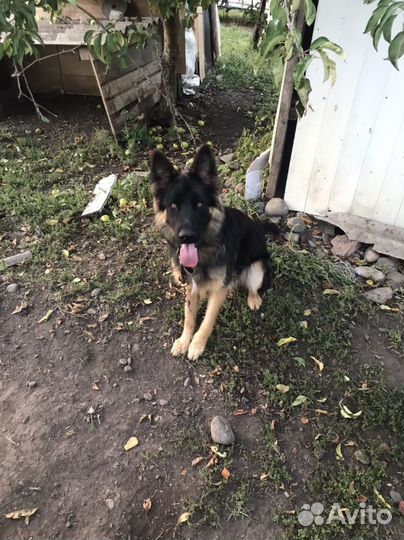 Немецкая овчарка, собака