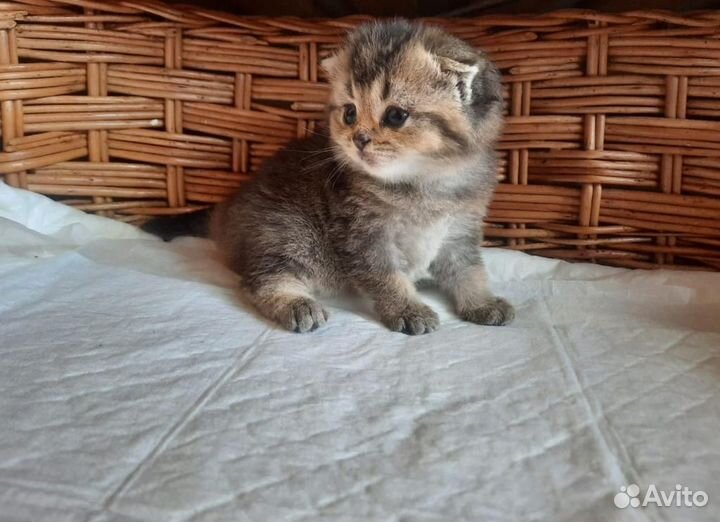 Маленькие тигрята (шотландские котята)