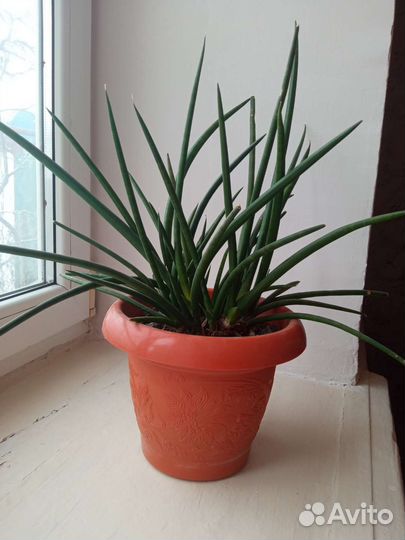 Сансевиерия цилиндрика (спагетти)